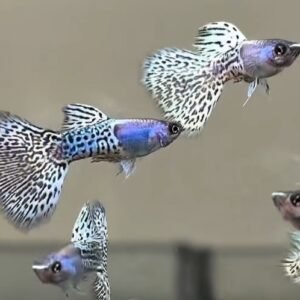 Metal Snakeskin White Cobra Guppy - Premium Grade
