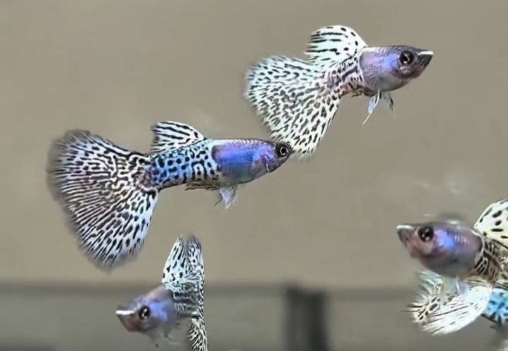 Metal Snakeskin White Cobra Guppy - Premium Grade