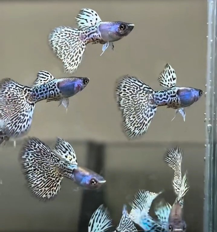 Metal Snakeskin White Cobra Guppy - Premium Grade - Image 2