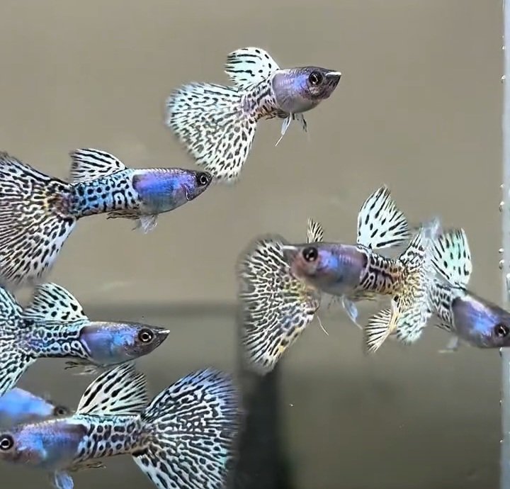 Metal Snakeskin White Cobra Guppy - Premium Grade - Image 3