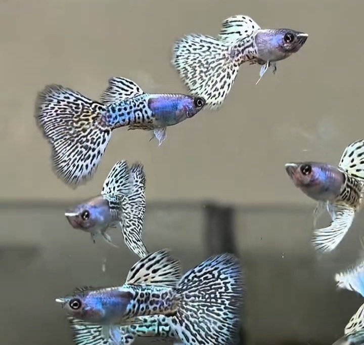 Metal Snakeskin White Cobra Guppy - Premium Grade - Image 4
