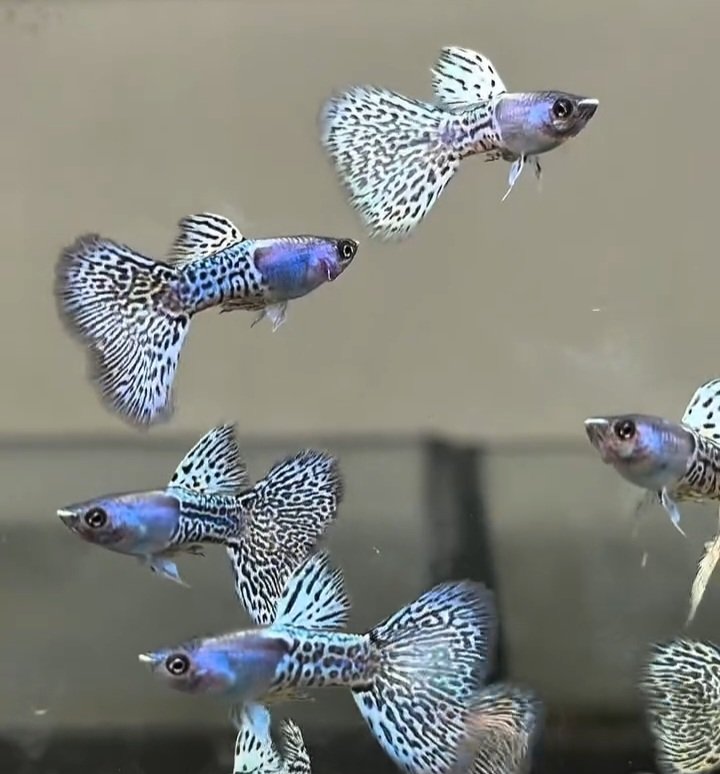 Metal Snakeskin White Cobra Guppy - Premium Grade - Image 5