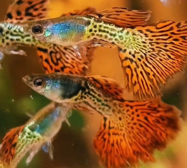 Metal Red Lace Rosetail Guppy - Premium Grade - Image 6