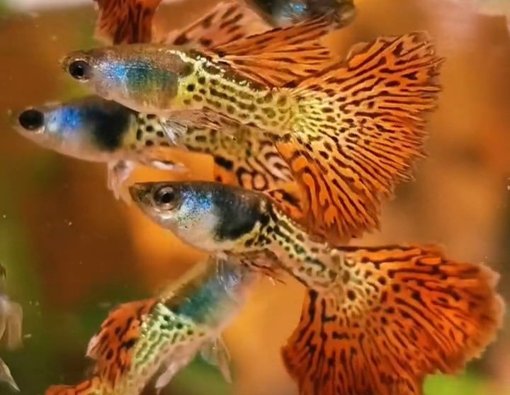 Metal Red Lace Rosetail Guppy - Premium Grade - Image 5