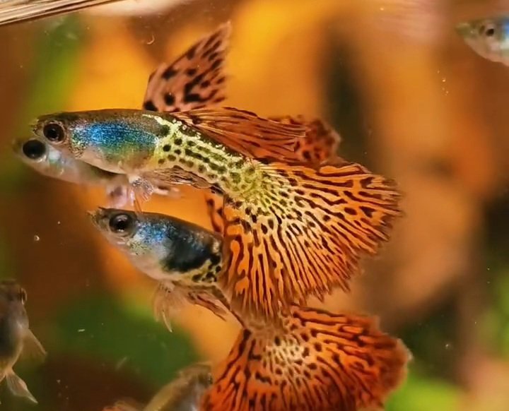 Metal Red Lace Rosetail Guppy - Premium Grade - Image 4