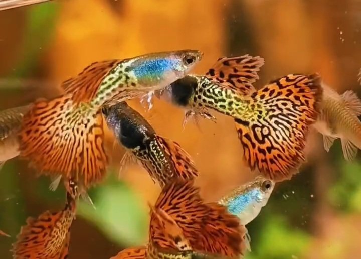 Metal Red Lace Rosetail Guppy - Premium Grade - Image 3