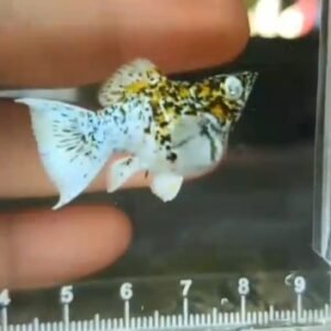 Marble Blue Eye Molly - Premium Grade