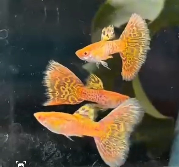 Albino Yellow Cobra Guppy - Premium Grade - Image 2