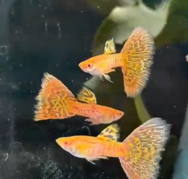 Albino Yellow Cobra Guppy - Premium Grade - Image 3