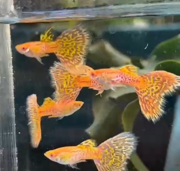 Albino Yellow Cobra Guppy - Premium Grade - Image 4
