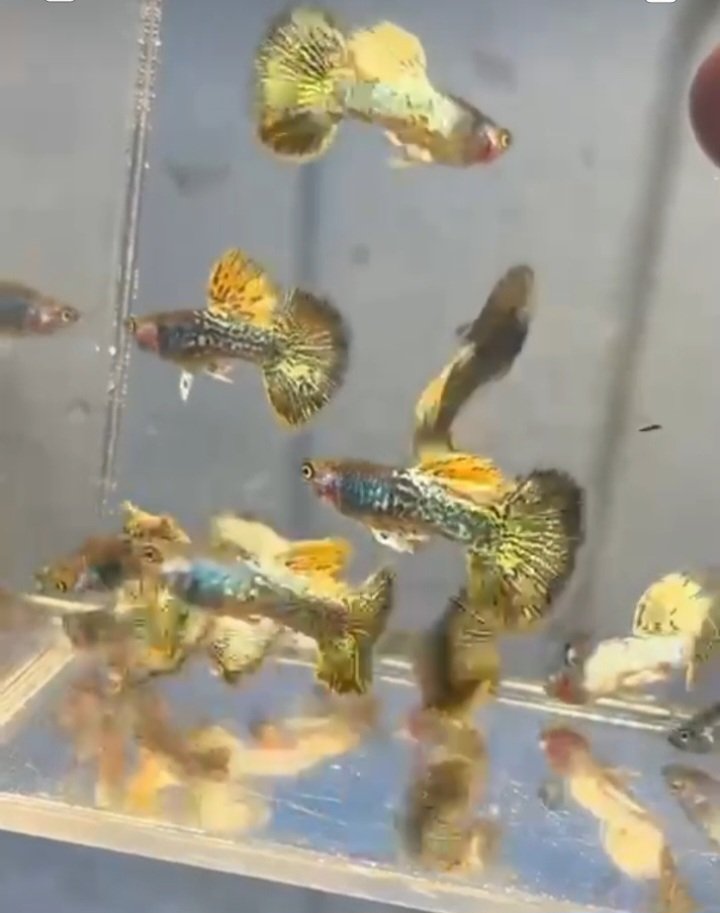 Metal Yellow Dragon Guppy-Premium Grade - Image 2