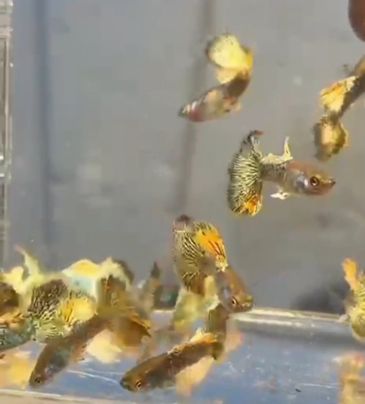Metal Yellow Dragon Guppy-Premium Grade - Image 3