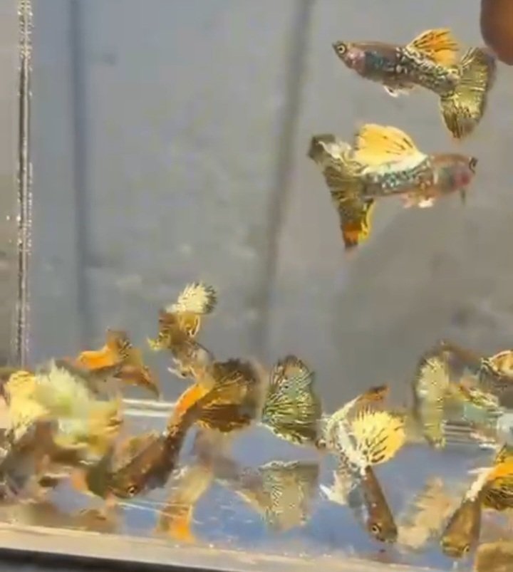 Metal Yellow Dragon Guppy-Premium Grade - Image 4