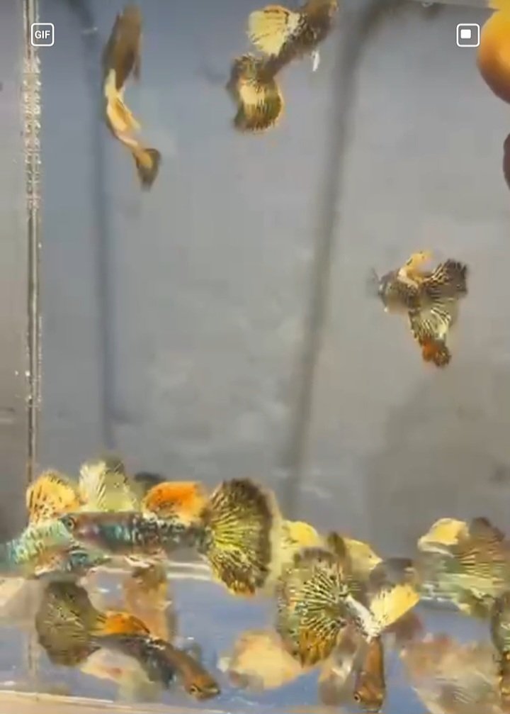 Metal Yellow Dragon Guppy-Premium Grade - Image 5