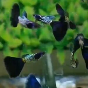 Metal Snakeskin Blue Tail Guppy - Premium Grade