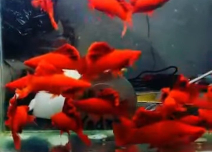 Blood Red Cauliflower Sabertail Platy - Premium Grade - Image 6