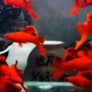 Blood Red Cauliflower Sabertail Platy - Premium Grade