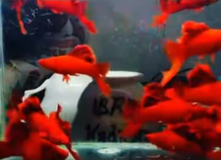 Blood Red Cauliflower Sabertail Platy - Premium Grade