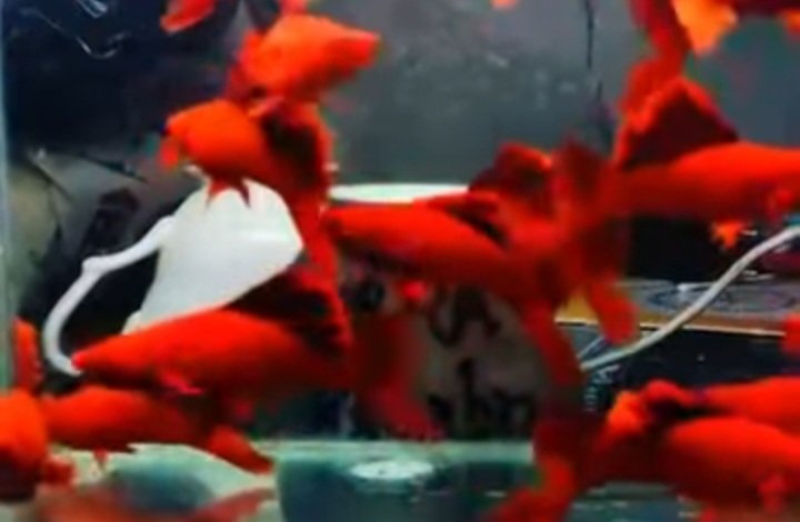 Blood Red Cauliflower Sabertail Platy - Premium Grade - Image 5