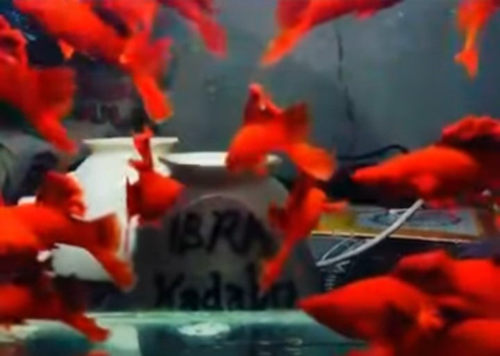 Blood Red Cauliflower Sabertail Platy - Premium Grade - Image 4