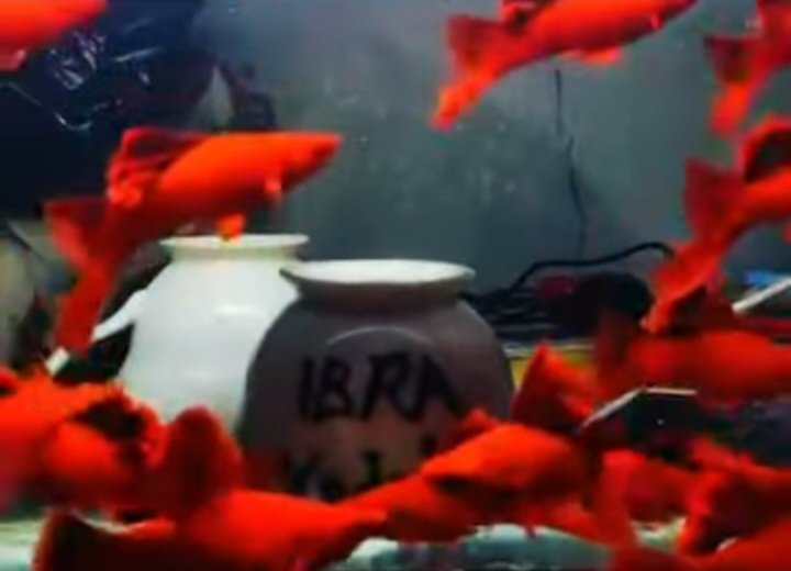 Blood Red Cauliflower Sabertail Platy - Premium Grade - Image 3
