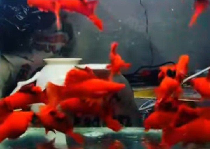 Blood Red Cauliflower Sabertail Platy - Premium Grade - Image 2