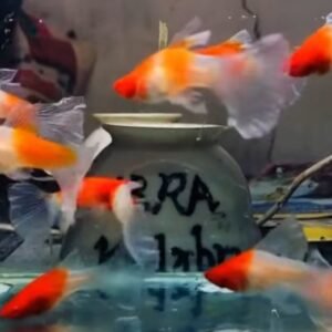Kohaku Veiltail Platy - Premium Grade