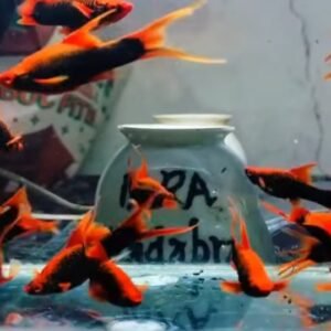 Red Alpha Lyretail Platy - Premium Grade