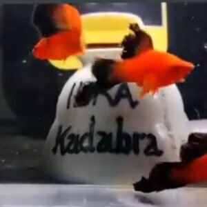 Red Wag Cauliflower Sabertail Platy - Premium Grade