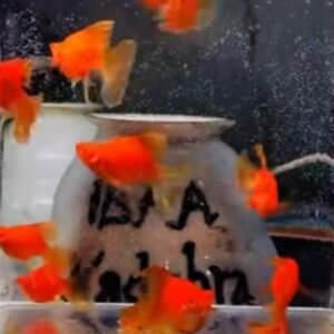 Blood Red Balloon Veiltail Platy - Premium Grade