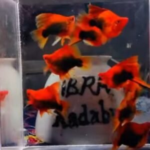 Red Tuxedo Highfin Balloon Platy - Premium Grade