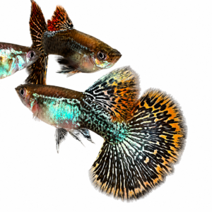 Red Dragon Halfmoon Guppy - Premium Grade