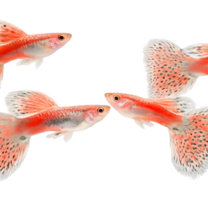Pink Grass Guppy - Premium Grade