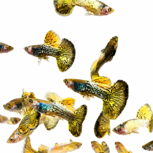 Metal Yellow Dragon Guppy-Premium Grade