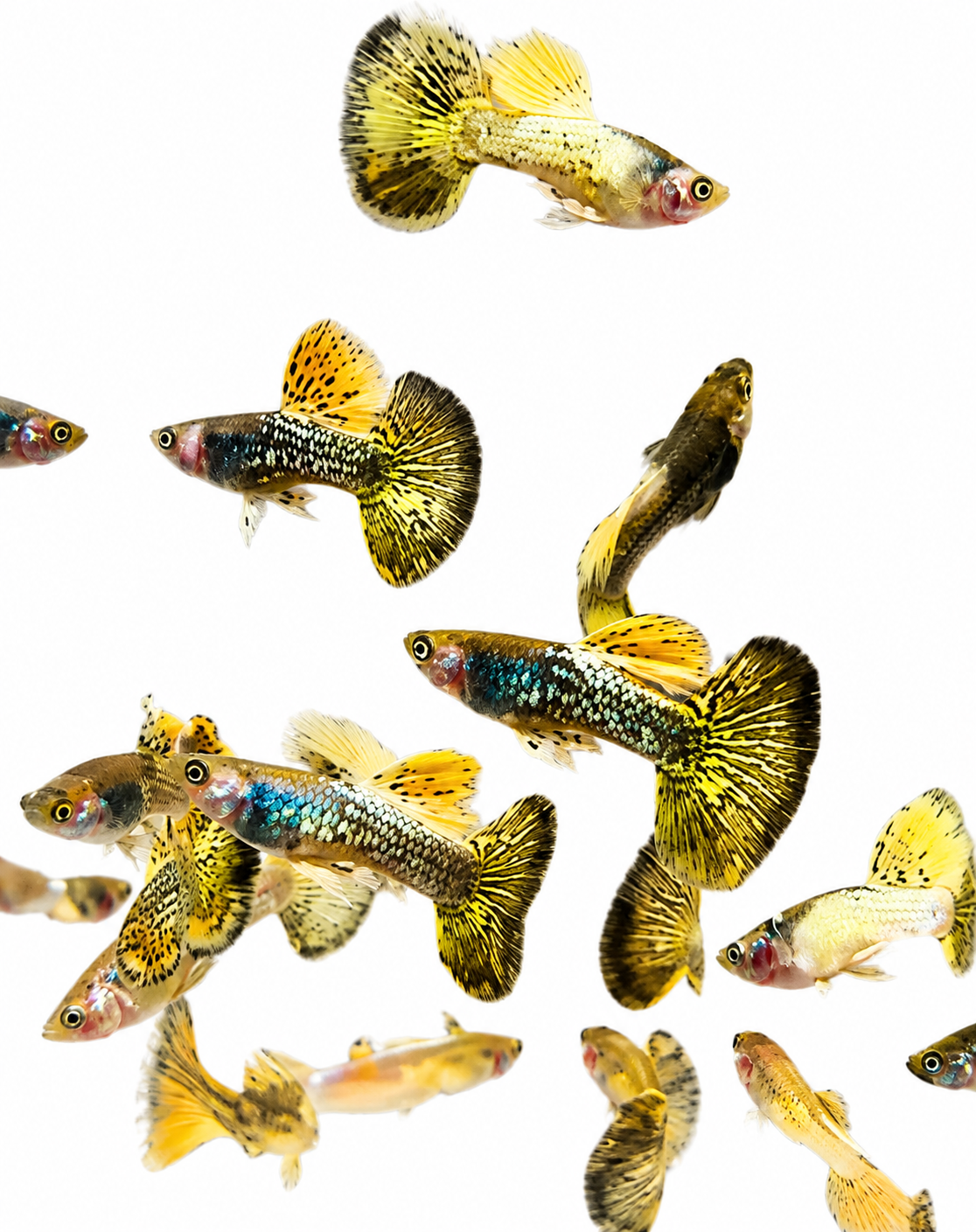 Metal Yellow Dragon Guppy-Premium Grade