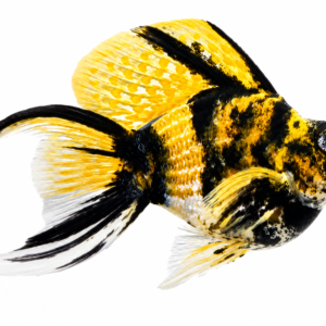 Tiger Full Mask Molly - Premium Grade