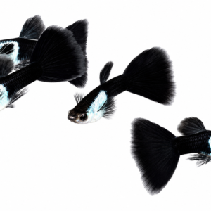 Silverado Black Tail Guppy - Premium Grade