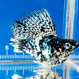 Electric Blue Eye Molly - Premium Grade