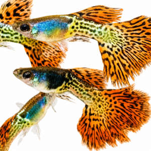 Metal Red Lace Rosetail Guppy - Premium Grade
