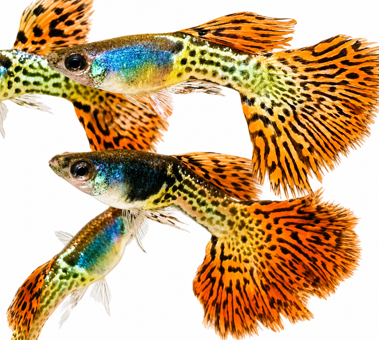 Metal Red Lace Rosetail Guppy - Premium Grade