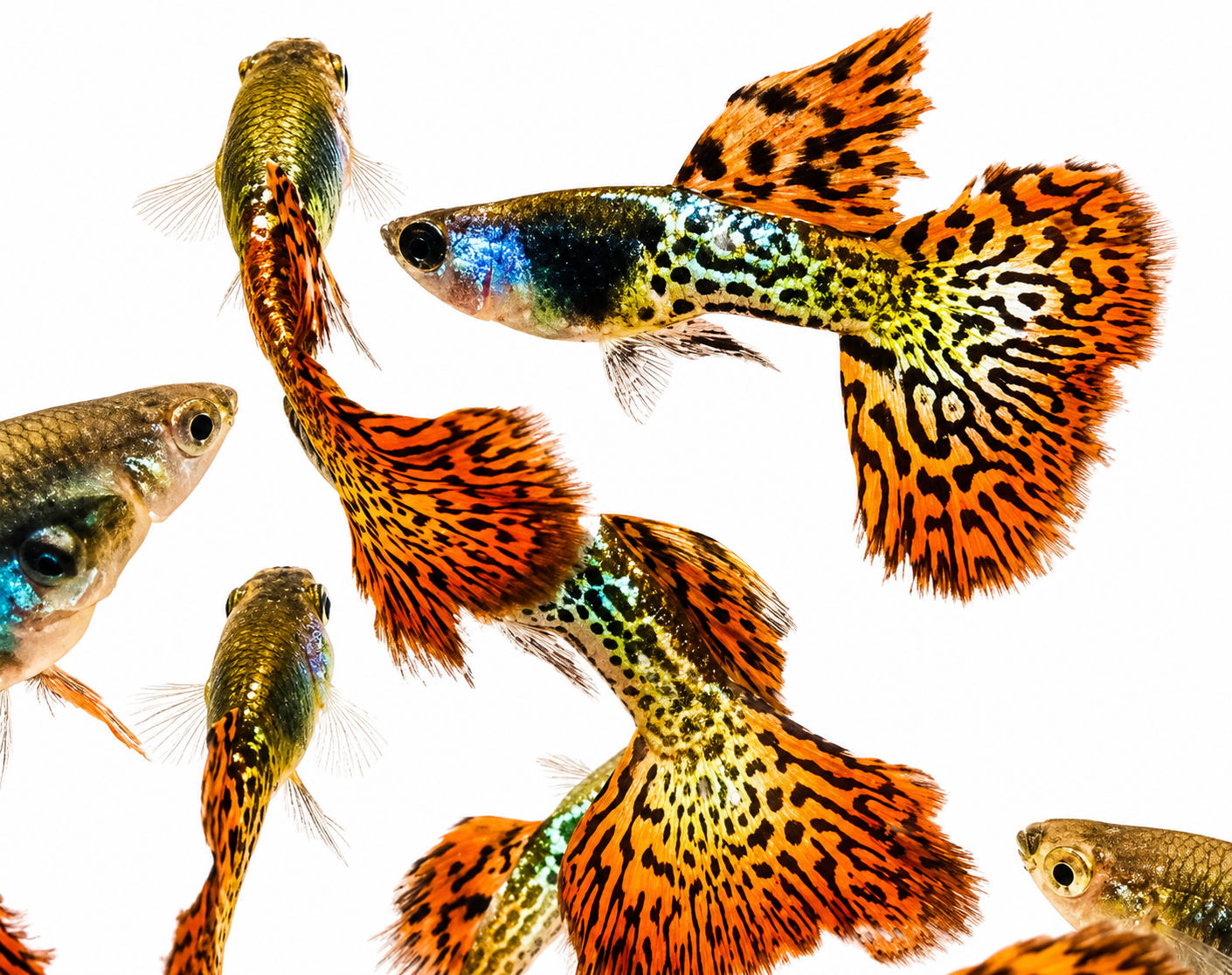 Metal Red Lace Rosetail Guppy - Premium Grade - Image 2