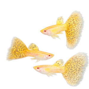 Albino Yellow Cobra Guppy - Premium Grade
