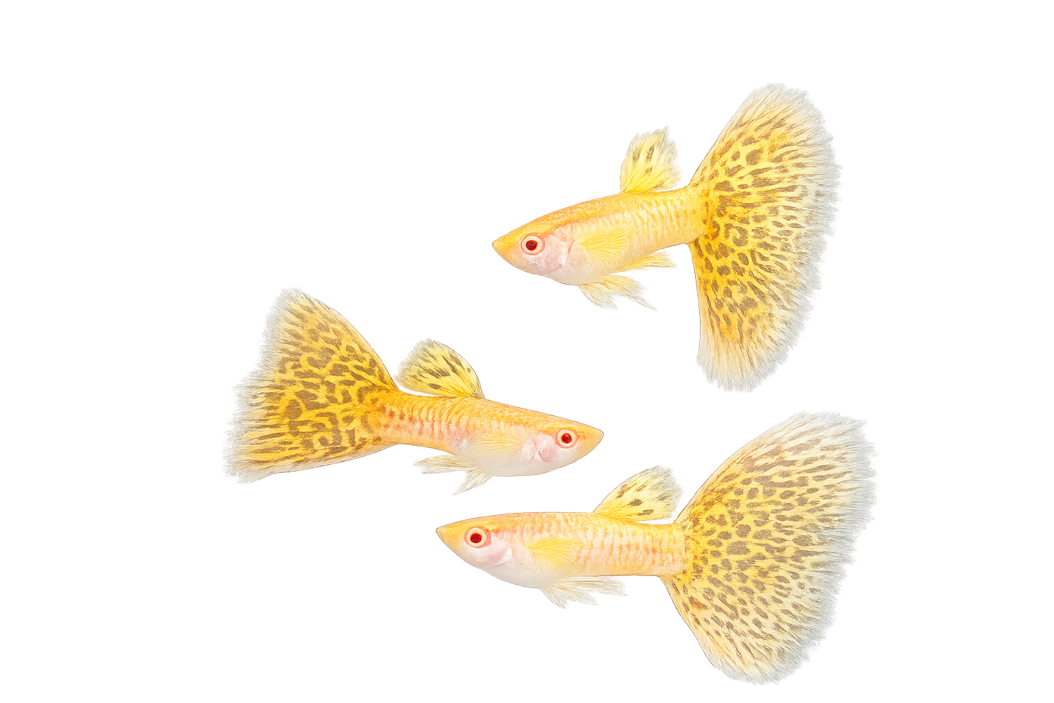 Albino Yellow Cobra Guppy - Premium Grade