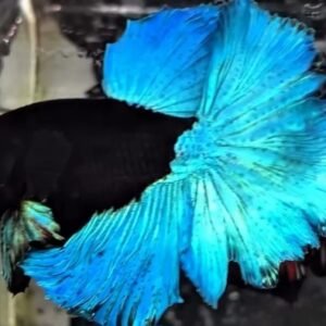 BBL(blue black light)-Premium Grade (Copy)